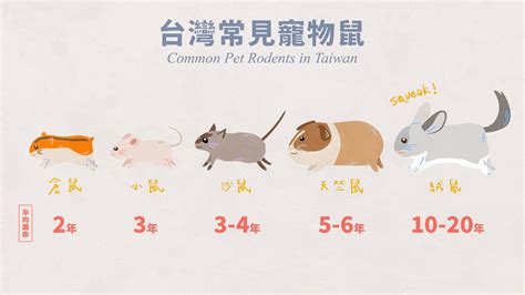 寵物鼠種類介紹 暗瘡部位